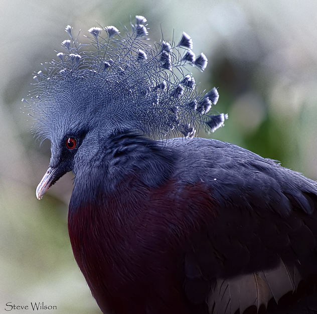 Victoria Crowned Pigeon - image gratuit #290547 