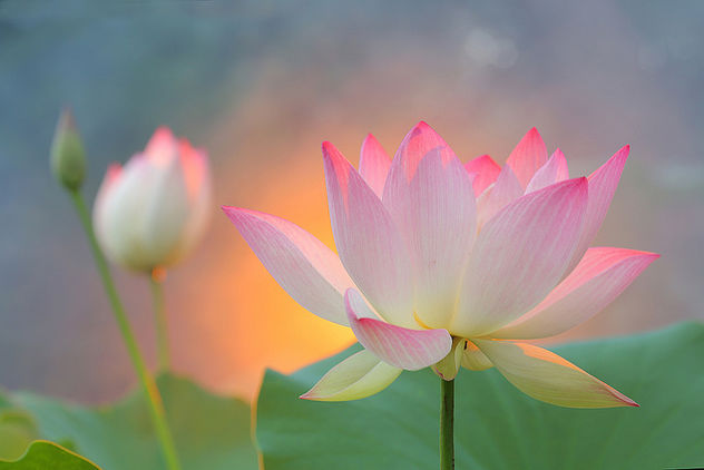 Sunshine Lotus - image gratuit #290887 