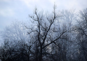 Fog Romantic - Free image #290947