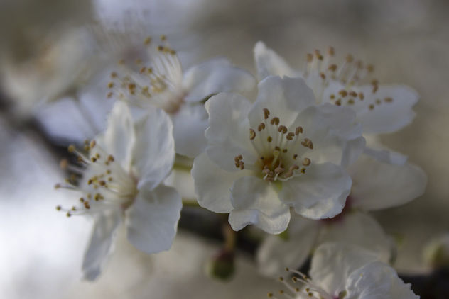 blooming cherries - бесплатный image #291207