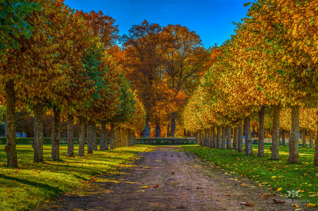 Fall trees at Ulriksdals Slott - Kostenloses image #291257