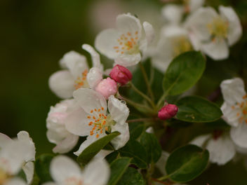 Ah ! Ces fleurs de pommier !... Quelle joie de les revoir ! :) - бесплатный image #291397
