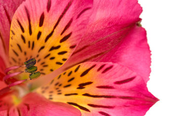 Alstroemeria Macro - HDR - image #291457 gratis