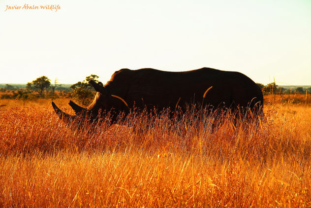 White Rhino Silhoutte in Kruger National Park - бесплатный image #291567