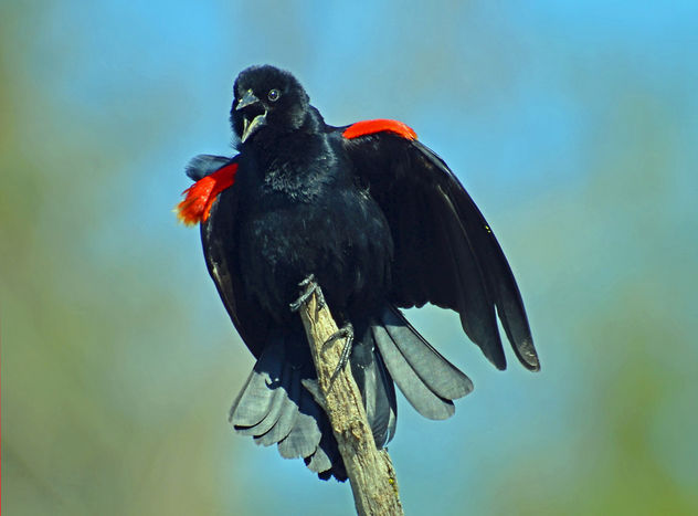 Red Winged Blackbird - Free image #291847