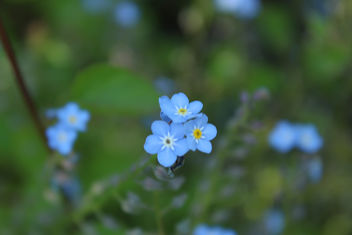 Forget me nots - Free image #292067