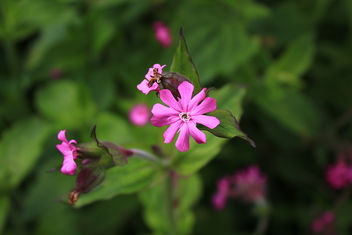 Pink and green - image gratuit #292107 