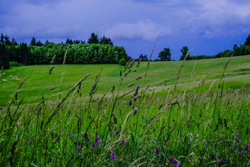 Grassland - image #292117 gratis
