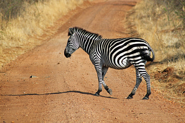 Plains Zebra: Equus quagga - Free image #292357