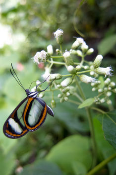 Butterfly II - Kostenloses image #292597