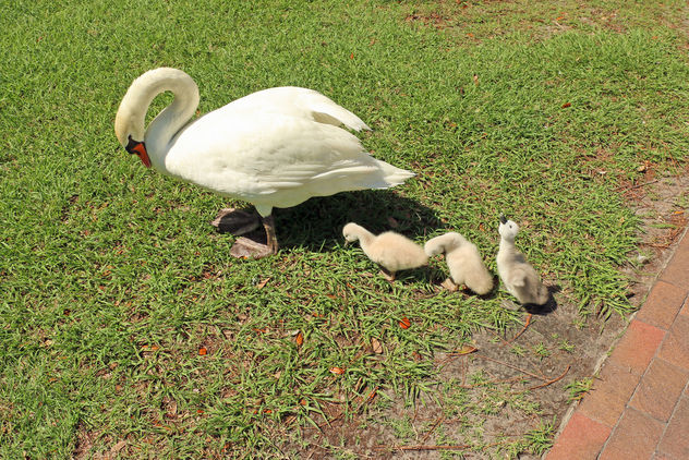 Swan with Cygnets - Free image #292767