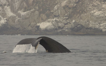 Humpback Whale (Megaptera novaeangliae) - Kostenloses image #293137