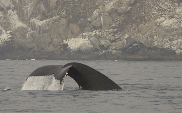 Humpback Whale (Megaptera novaeangliae) - Free image #293137