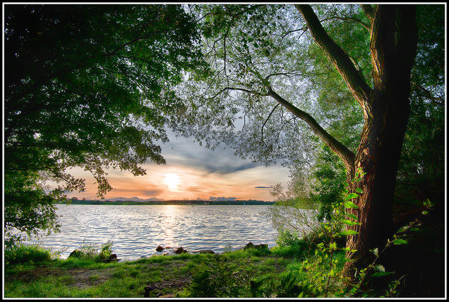 Tree by the Lake - image #293457 gratis