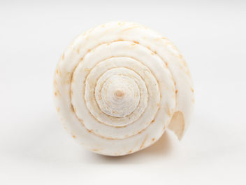 Conus Shell - image #293697 gratis