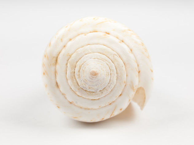 Conus Shell - Free image #293697