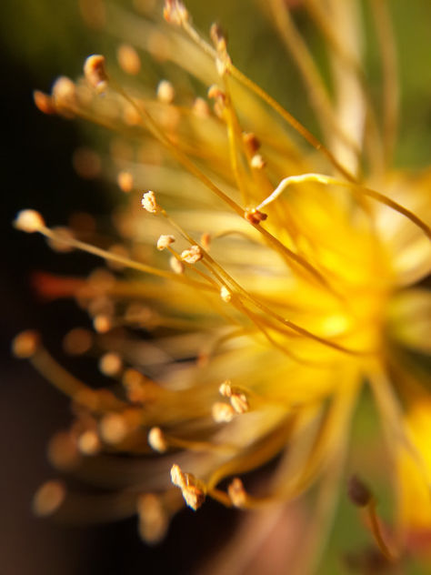 The Yellow Garden Flower - image #293827 gratis