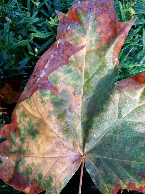 Autumn leaf - Free image #293847
