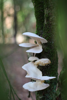 Mushroom on a tree - image #293887 gratis