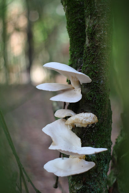 Mushroom on a tree - бесплатный image #293887