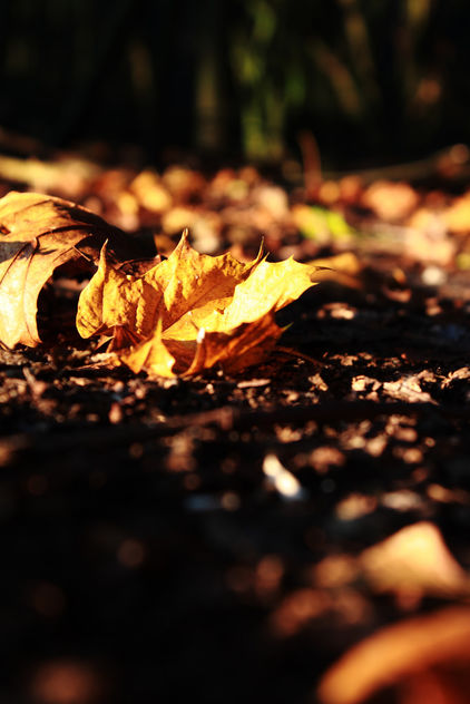 Autumn foliage - Free image #294247