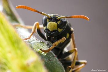 Wespe - Wasp - Kostenloses image #294717