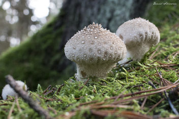 Pilze - Mushrooms - Kostenloses image #295047