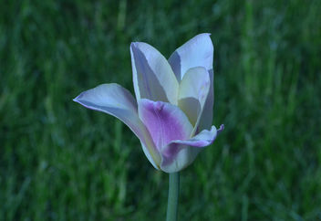 tulipa - image gratuit #295097 