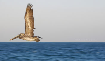 brown pelican, Panama bay. - бесплатный image #295137