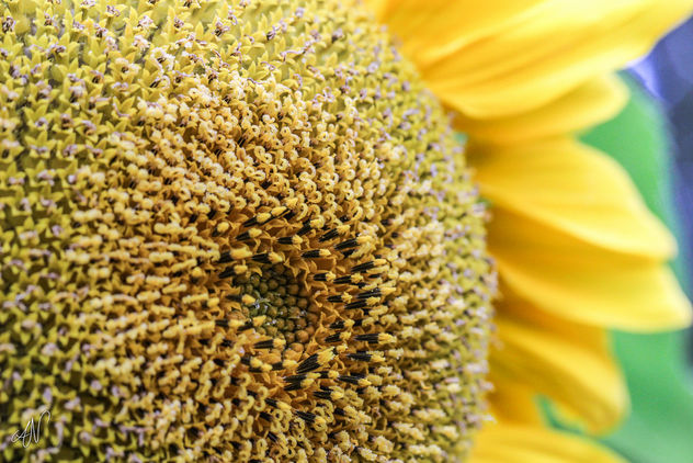 34/365 - Sunflower - Free image #295357