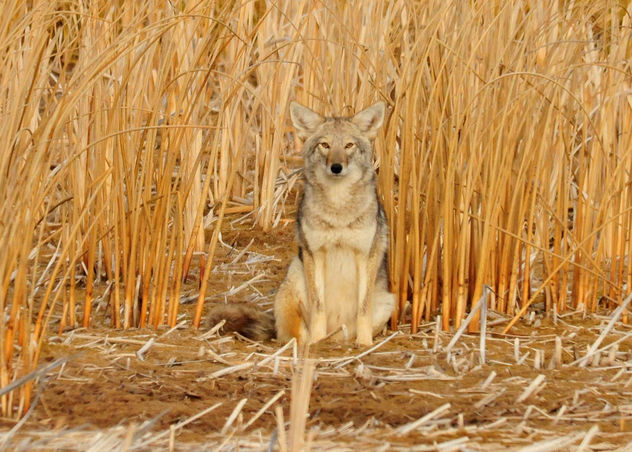 Coyote in the Cattails Seedskadee NWR - image #295387 gratis