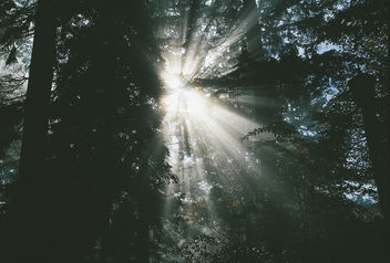 Autumn Sun Rays - Free image #295437