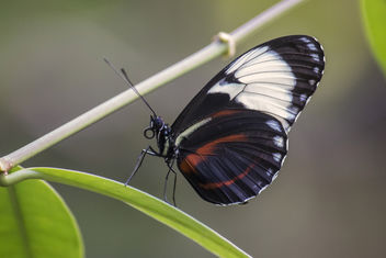 Schmetterling - Butterfly - Free image #295457