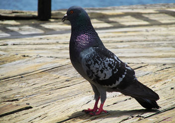 Pigeon - бесплатный image #295827