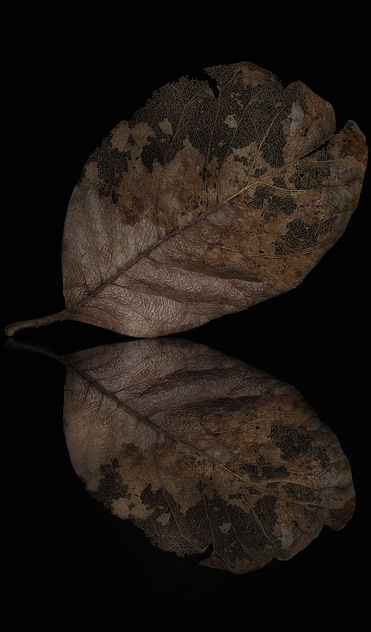 Leaf Encapsulated Deterioration - image gratuit #296837 