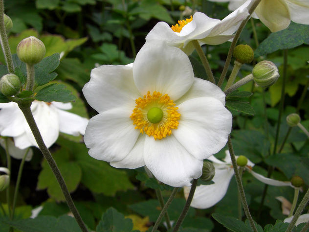 White and yellow flower - Free image #296847
