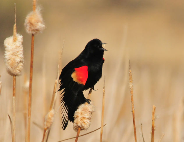 Red-Winged Blackbird Seedskadee NWR - бесплатный image #296977