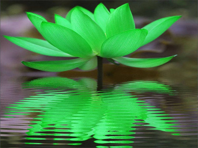 Green Lotus Reflection - image gratuit #297047 