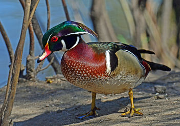 Duck Out of Water - Kostenloses image #297207