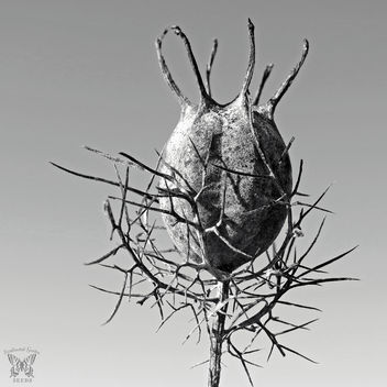 Love-in-a-mist heart-shaped seed capsule - image #297377 gratis