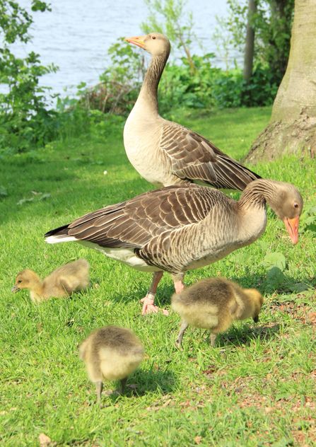 Family of ducks - Kostenloses image #297547