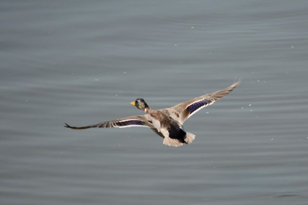 Duck flying over the pond - image gratuit #297557 