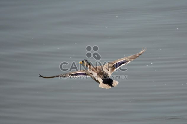 Duck flying over the pond - image #297557 gratis