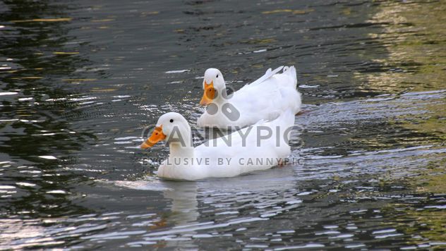 White ducks floating - Free image #297567