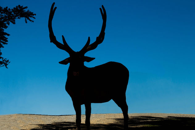 Elk toll - Virginia Safari - Free image #298247
