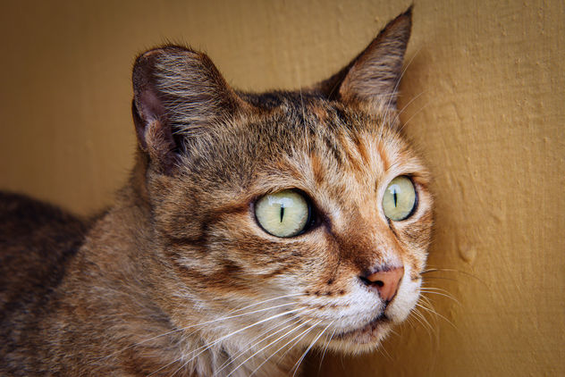 Cat Portrait - бесплатный image #298287