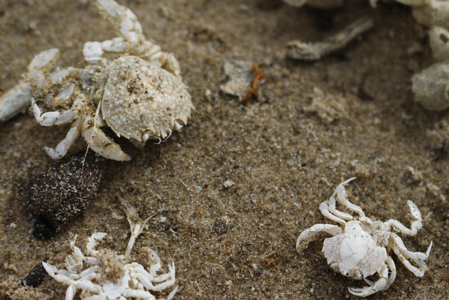 Crabs on the beach - Free image #298297