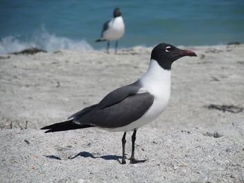 Clearwater Seagulls - Free image #298487