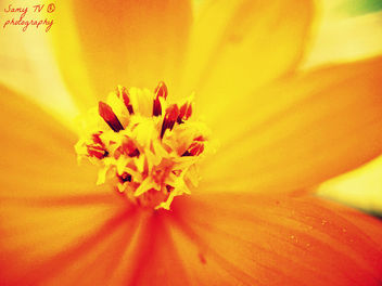 Button of an Orange Flower - image gratuit #298747 