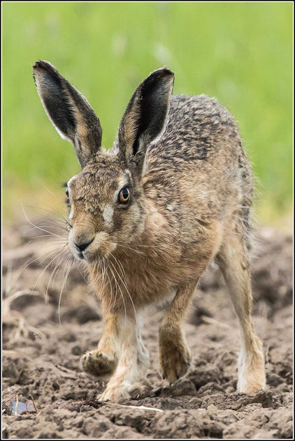 Brown Hare - Kostenloses image #298857